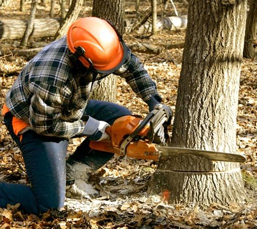 Tree Removal in Paoli, OK